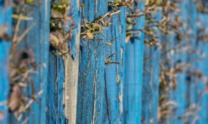 Blu hegn - Karen Falck